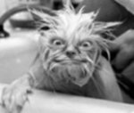 Avery Hawk's Avatar